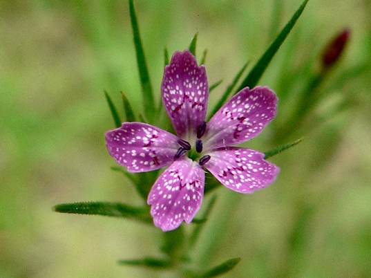 {Dianthus armeria}